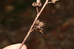 Eucalyptus resinifera