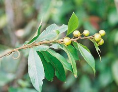Tetracera