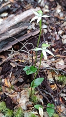 Adenochilus gracilis