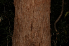 Eucalyptus resinifera