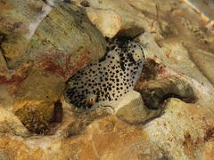 Acanthodoris rhodoceras