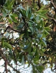 Machilus