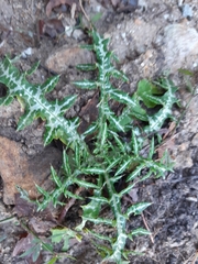 Galactites tomentosus