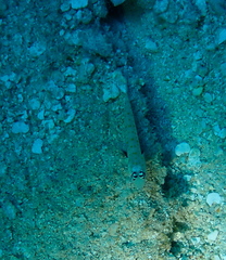 Amblyeleotris guttata