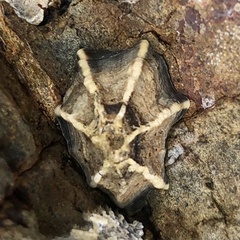 Patelloida latistrigata