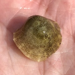 Onchidella nigricans