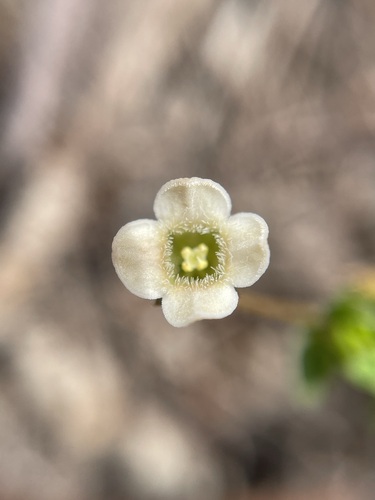Mitrasacme pilosa (Mitrasacme pilosa)