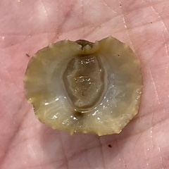 Onchidella nigricans