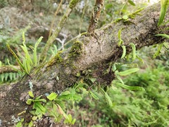 Lepisorus monilisorus