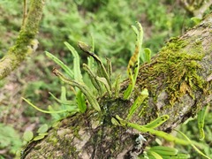 Lepisorus monilisorus