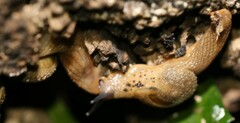 Stanisicarion aquila