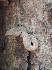 Craspedocephalus malabaricus