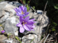 Ixia