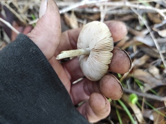 Pluteus