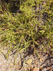Diastella divaricata divaricata