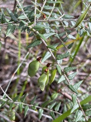Bossiaea cinerea
