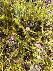 Diastella divaricata divaricata