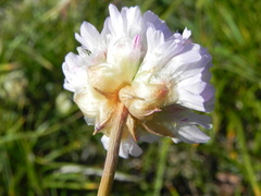 Armeria nebrodensis