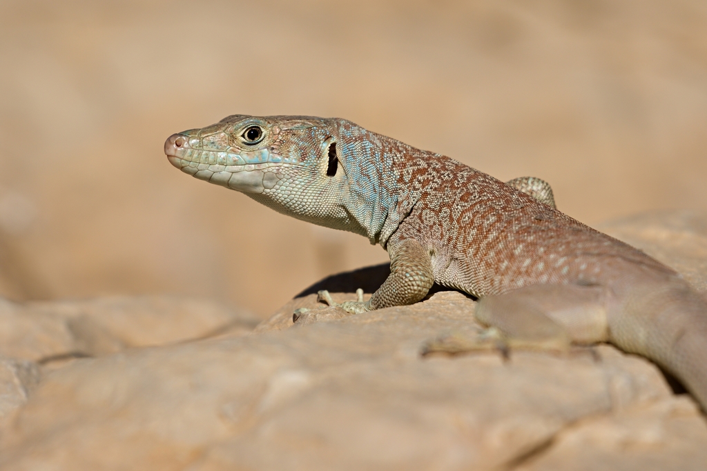 Jayakar's Oman Lizard