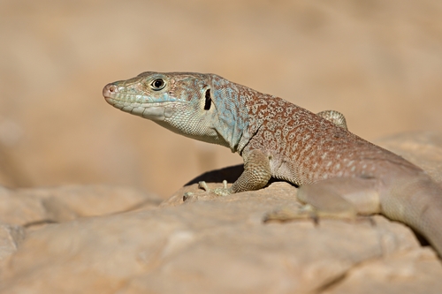 Omanosaura jayakari (Boulenger, 1887)