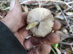 Pluteus