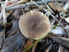 Pluteus