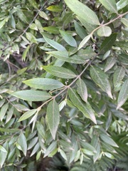 Atherosperma moschatum