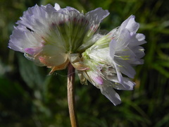 Armeria nebrodensis