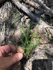 Platysace heterophylla