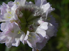 Armeria nebrodensis