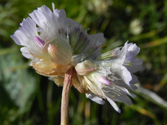 Armeria nebrodensis