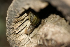 Stanisicarion aquila
