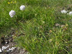 Armeria nebrodensis