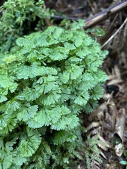Hymenophyton