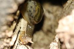 Stanisicarion aquila