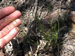 Platysace heterophylla