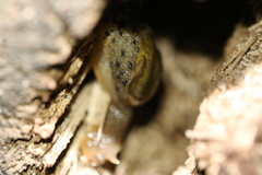 Stanisicarion aquila