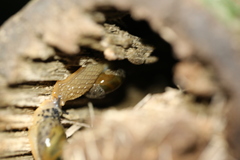 Stanisicarion aquila