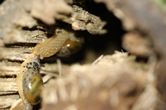 Stanisicarion aquila