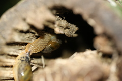 Stanisicarion aquila