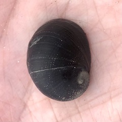 Nerita atramentosa