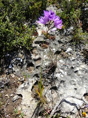 Ixia