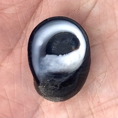 Nerita atramentosa