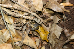 Stanisicarion aquila