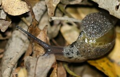 Stanisicarion aquila