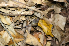 Stanisicarion aquila
