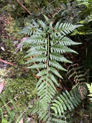 Rumohra adiantiformis