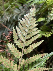 Rumohra adiantiformis