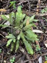 Cyathophorum bulbosum