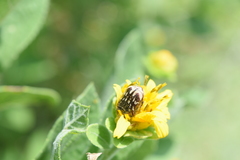 Euphoria subtomentosa